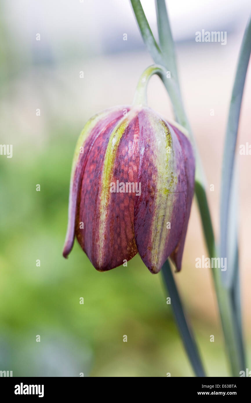 Fritillaria aff. crassifolia flower growing in a protected environment. Stock Photo