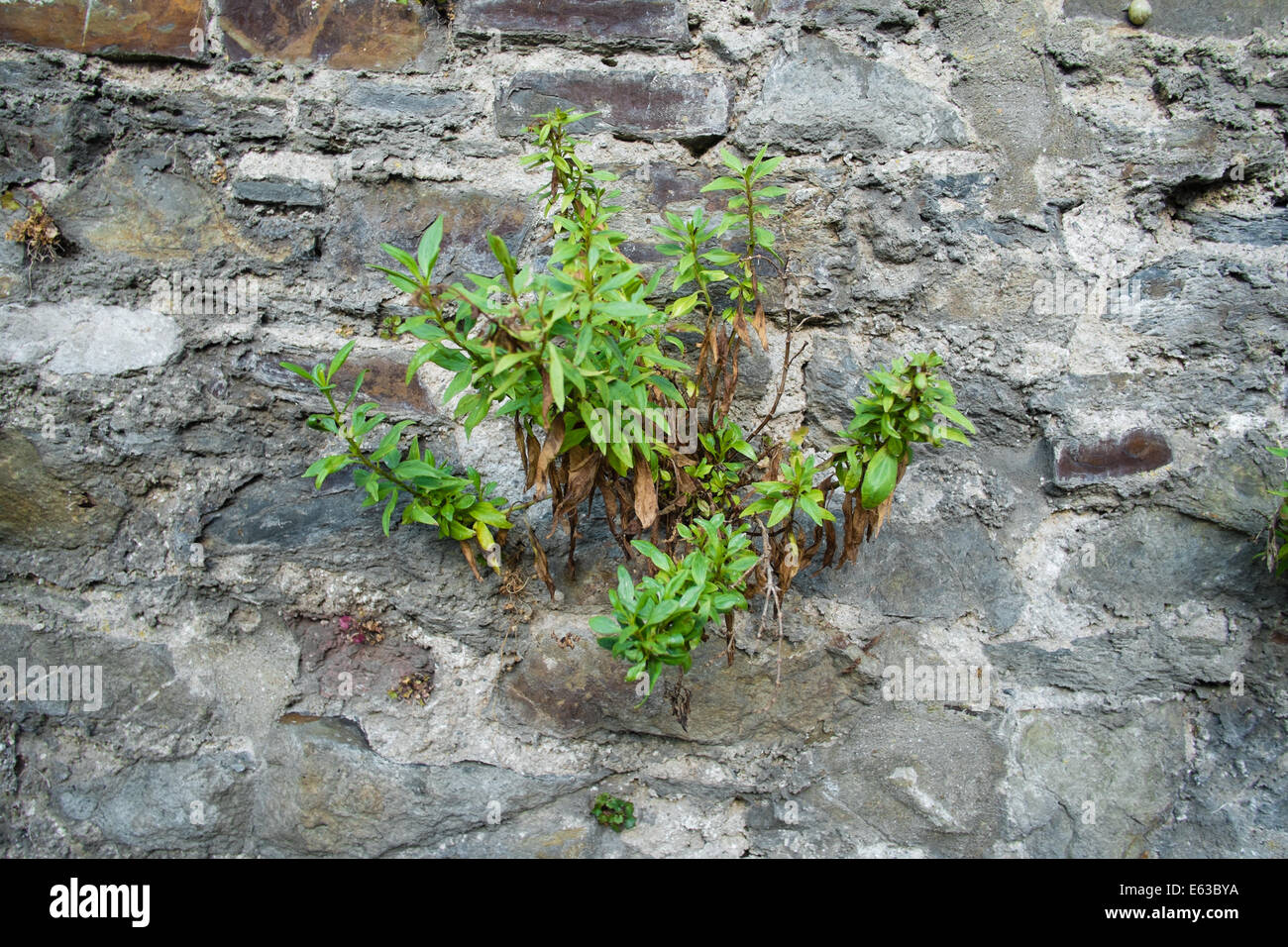 plant growing out of a stone wall Stock Photo - Alamy