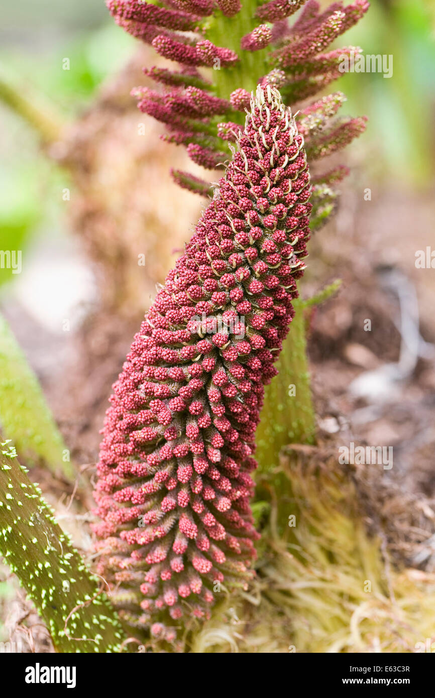 Gunnera manicata flower in Spring. Stock Photo