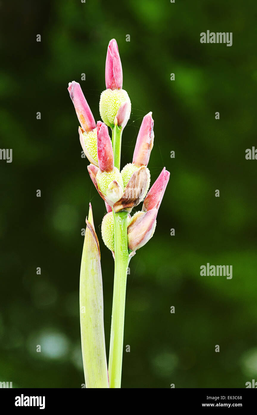 Seed pod of canna flowers on green Stock Photo