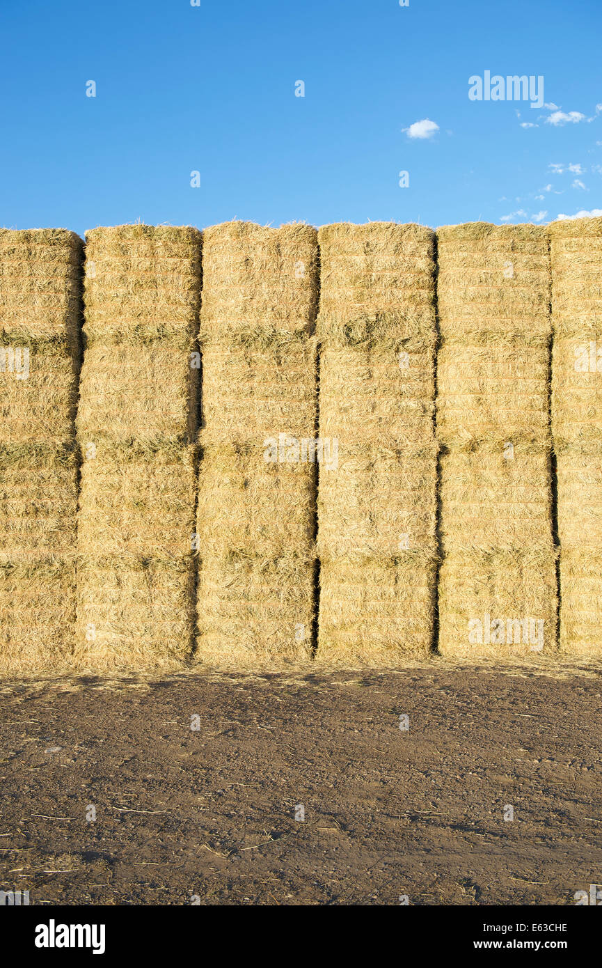 Hay bales line up in rectangular haystack under blue country sky Stock Photo