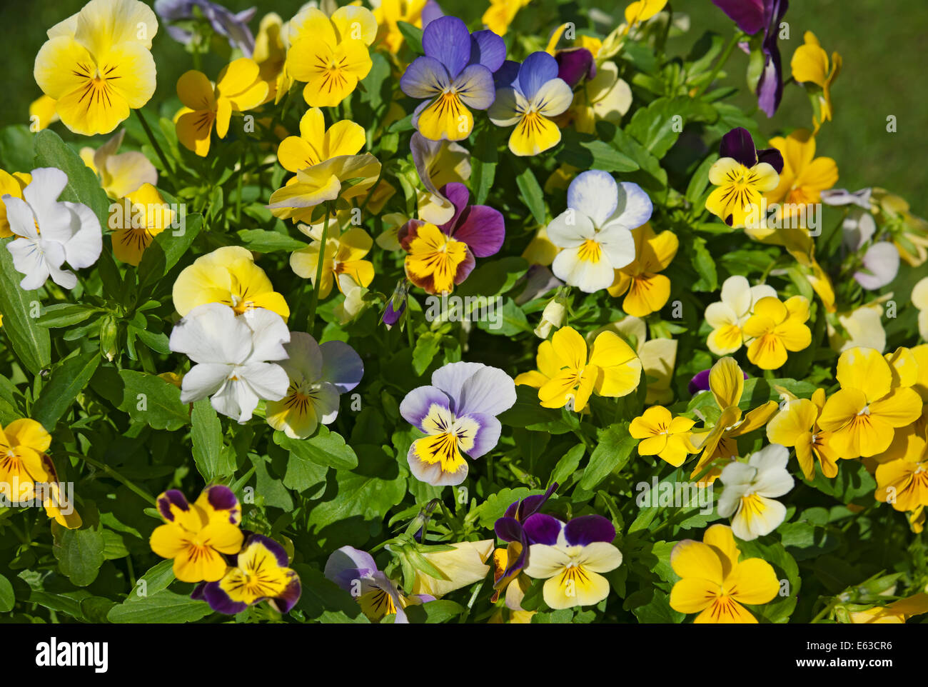 Colorful violas hires stock photography and images Alamy