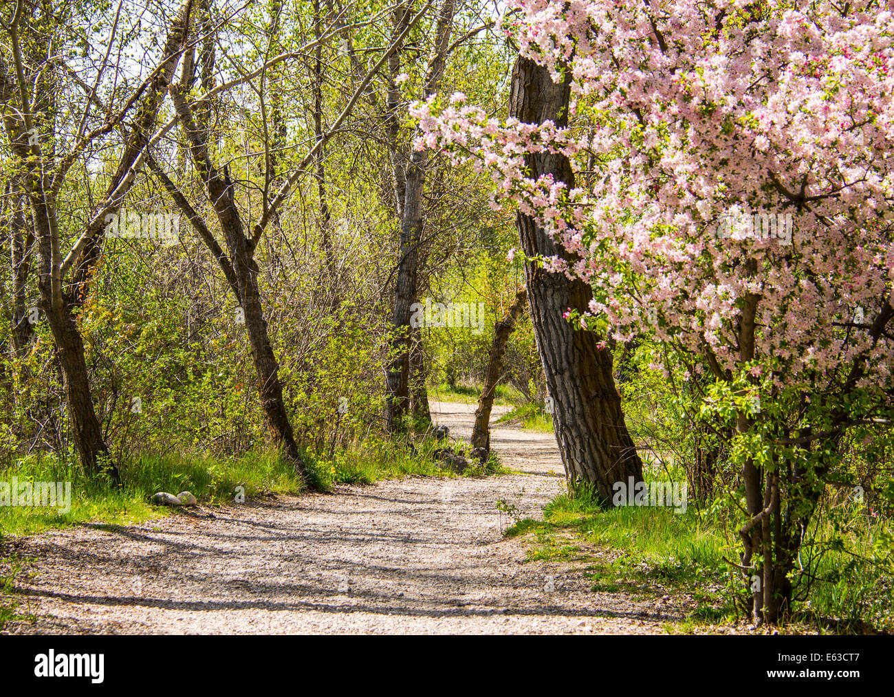 Boise River Greenbelt tree lined pathway along the Boise River, Boise