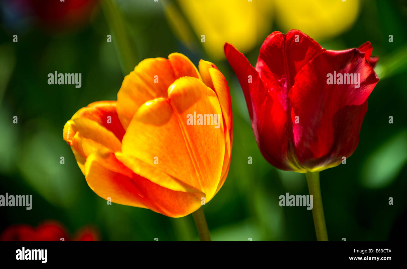 Tulips, Close-up of orange and red tulips backlit with blurred floral background.USA Stock Photo