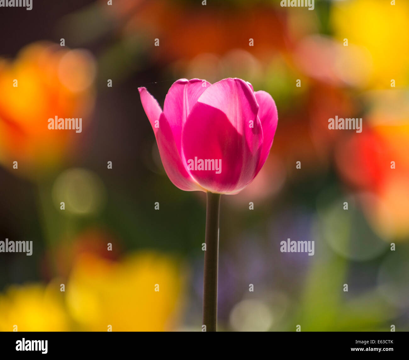 Tulips, Close-up of Backlit Red Tulip with blurred floral background. USA Stock Photo