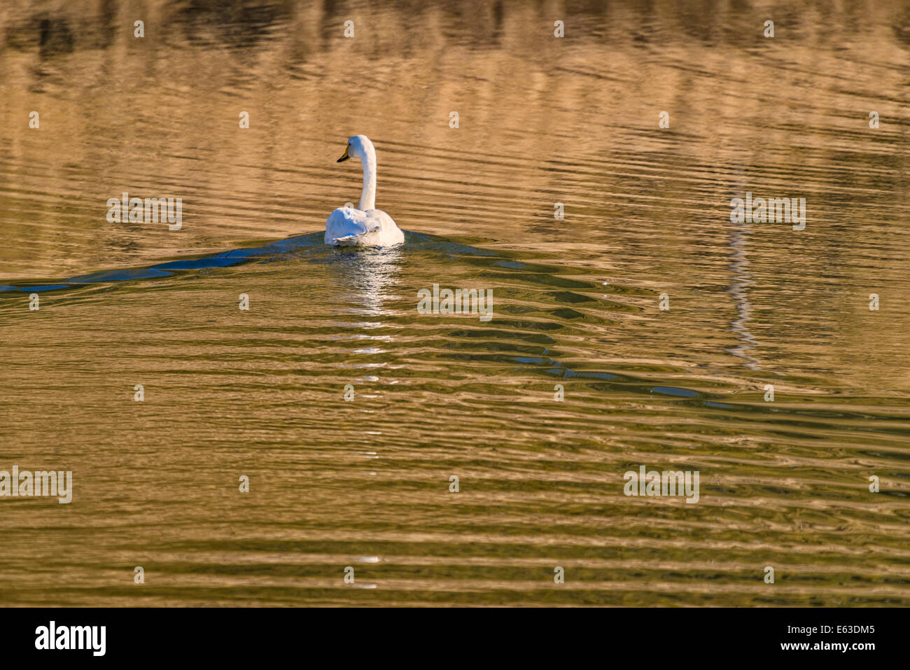 Swan in the water by Hvalsnes in the Loni Valley, Eastern Iceland Stock Photo