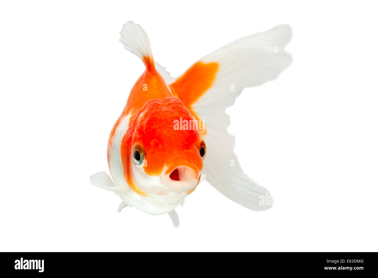 Oranda Goldfish Isolated On White High Quality Studio Shot Manually Removed From Background So The Finnage Is Complete Stock Photo