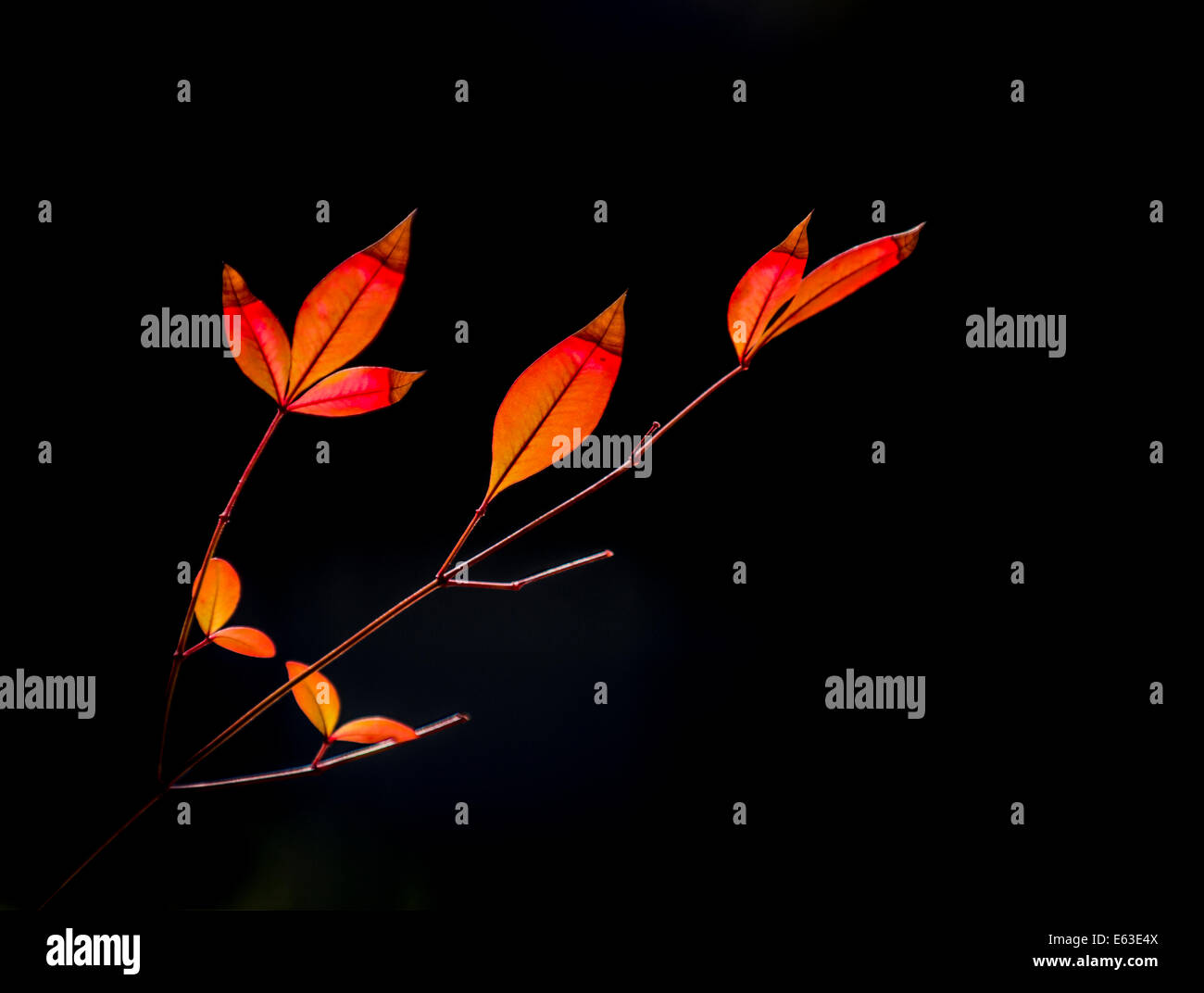 Spring foilage of colorful orange and brown backlit leaves against a dark background. USA Stock Photo