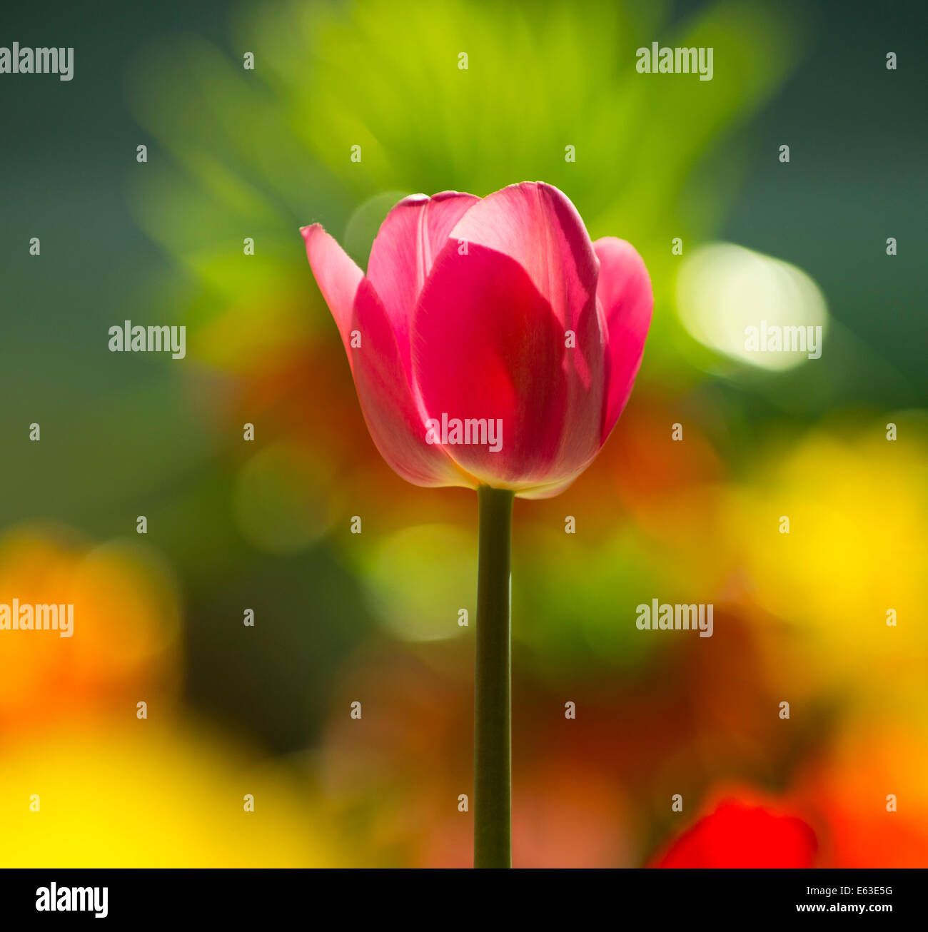 Flowers, Close-up of backlit Red Tulip with a blurred floral background. USA Stock Photo