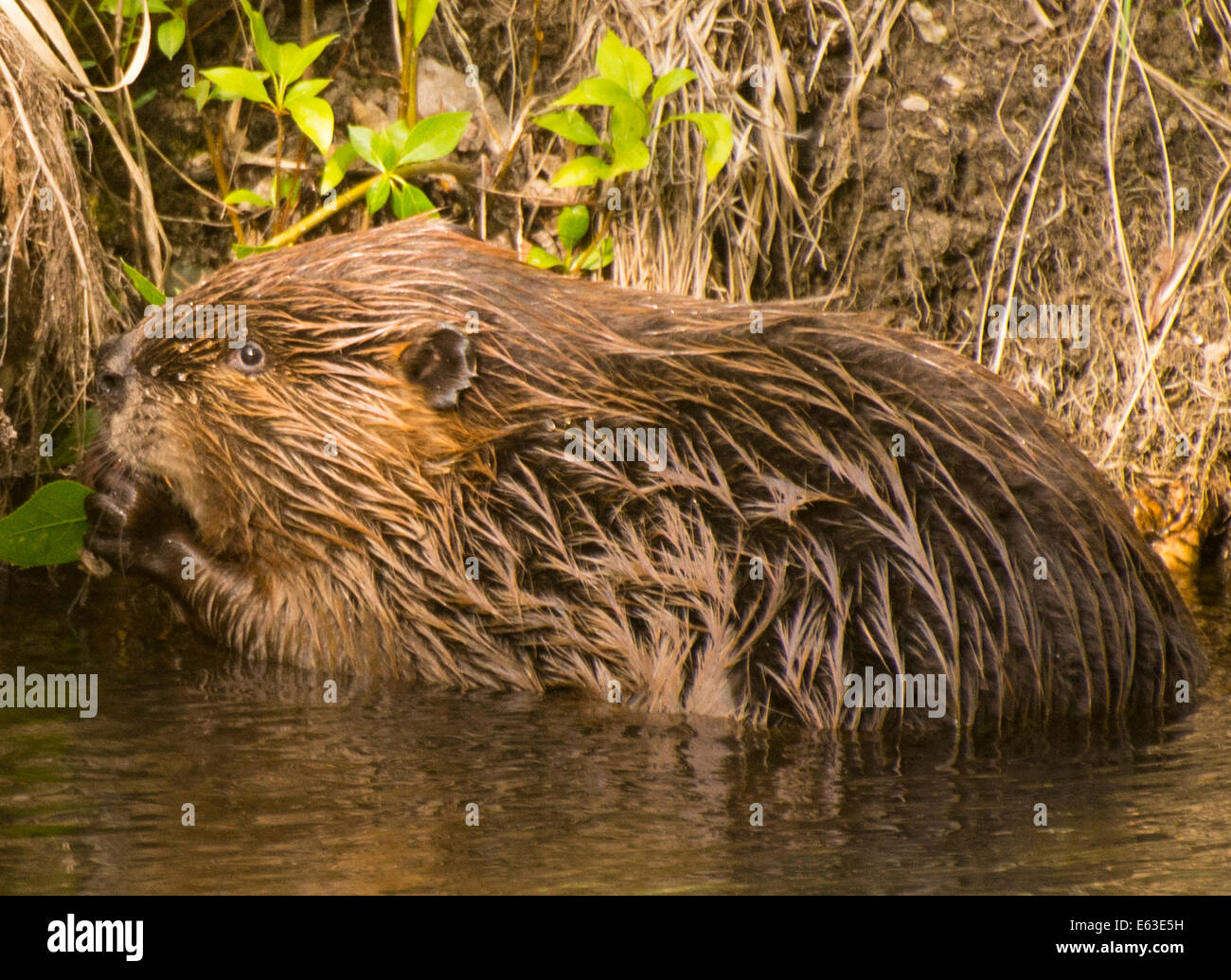 Beaver Habitat High Resolution Stock Photography and Images Alamy