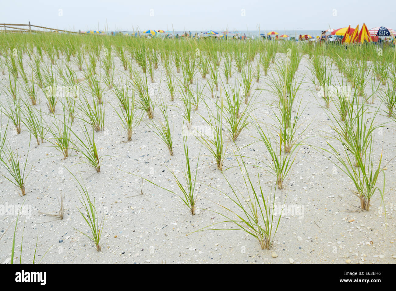 Cape American beach grass, Ammophila breviligulata, planted to