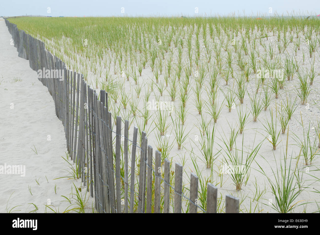 Cape American beach grass, Ammophila breviligulata, planted to stabilize the dunes and prevent beach erosion Stock Photo
