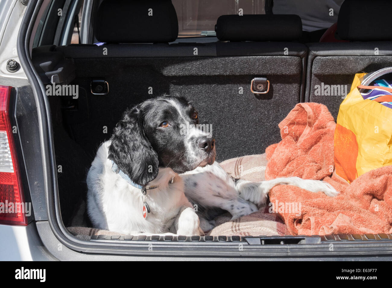 A black and white adult English Springer Spaniel dog patiently waiting in a hatchback car boot with tailgate door open. UK, Britain Stock Photo