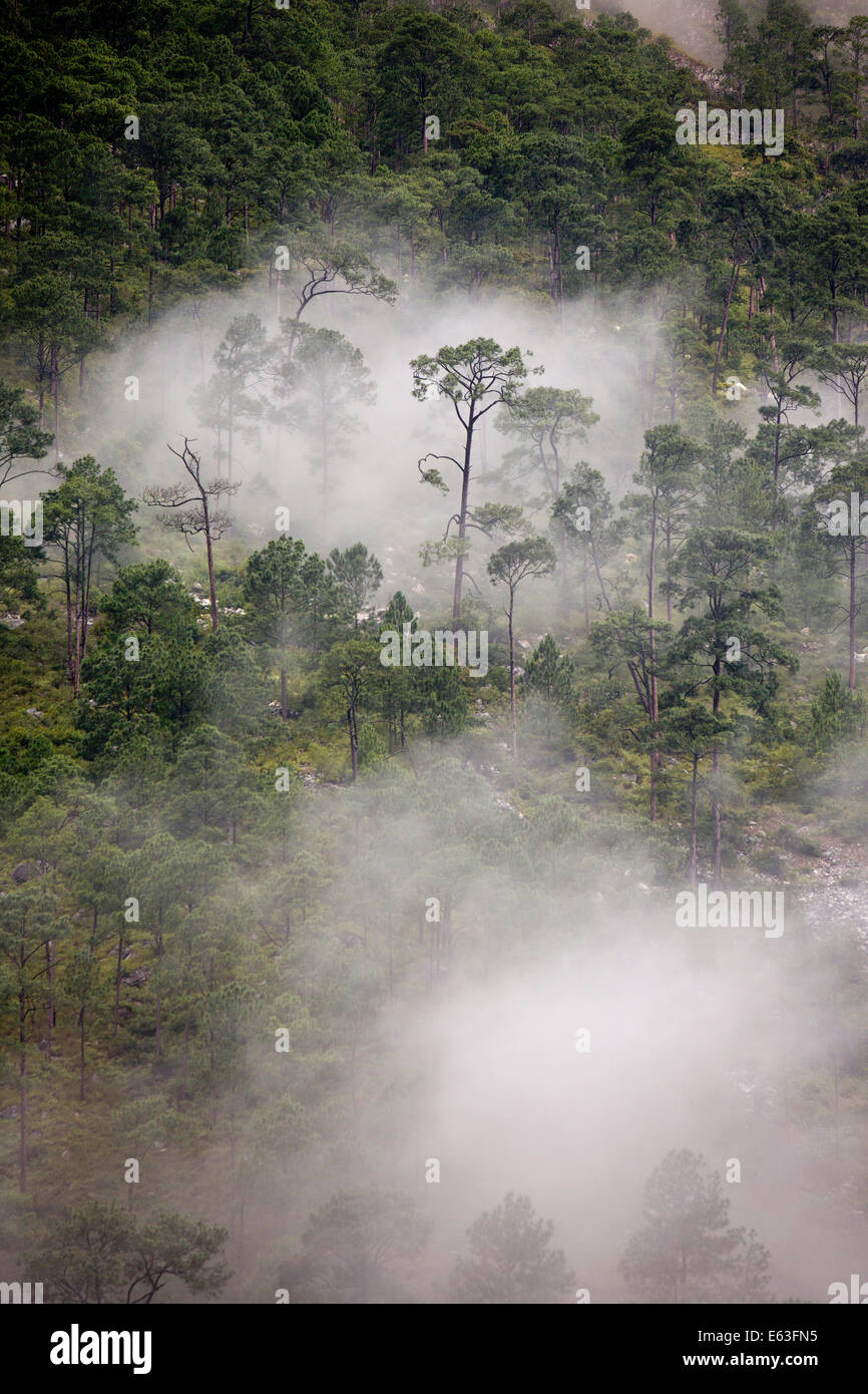 Eastern Bhutan, Lhuentse Valley, Autsho, early morning low cloud in Kuri Chhu River valley forest Stock Photo