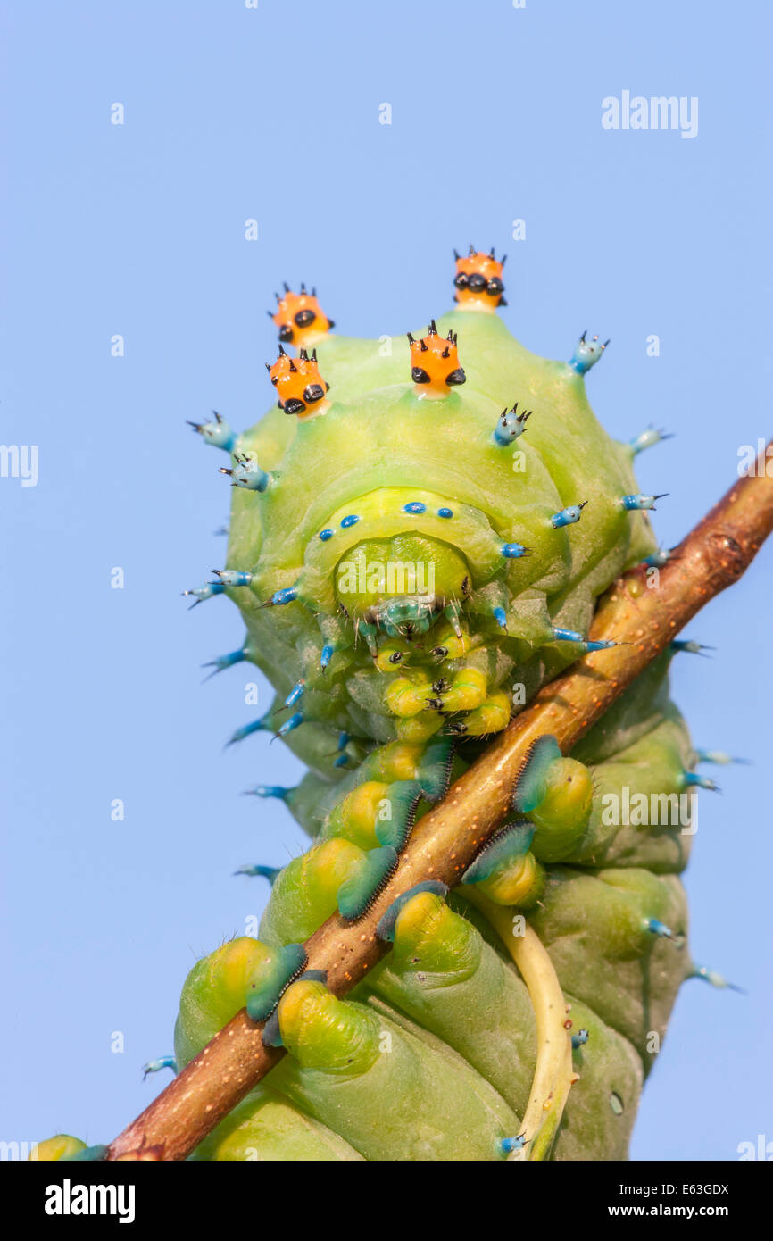 Cecropia Moth caterpillar in 5th instar on Wild Cherry Stock Photo - Alamy