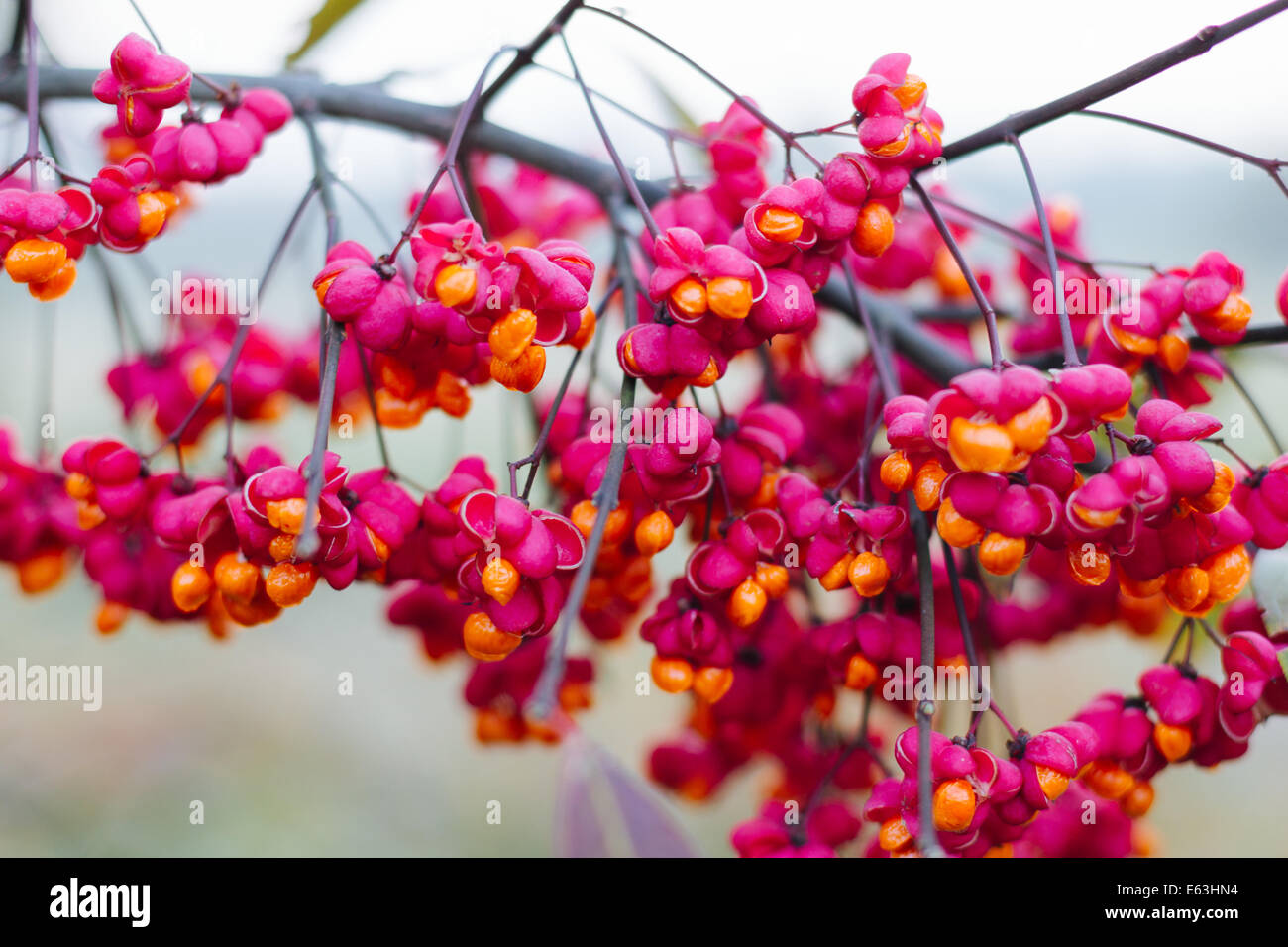 Berberis seeds at bloom on a branch Stock Photo