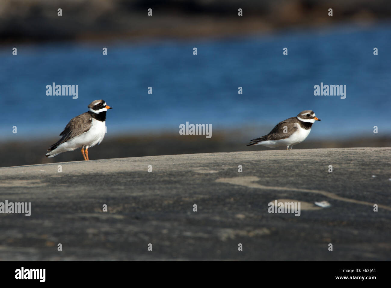 Little Ringed Plovers Stock Photo