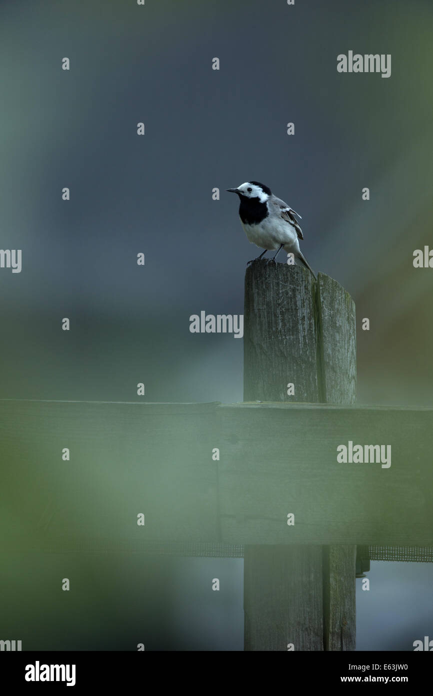 A white wagtail perched on a ploe. Stock Photo