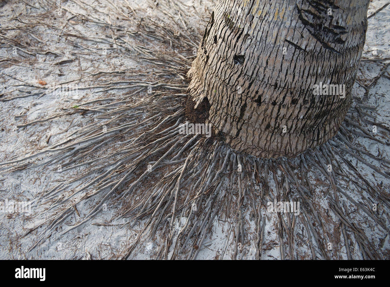 Weathered palm tree base with sprawling roots into sand beach Stock Photo