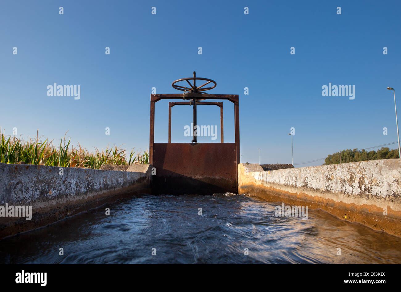 Corn green fields in Spain and blue canal system. Guadiana River