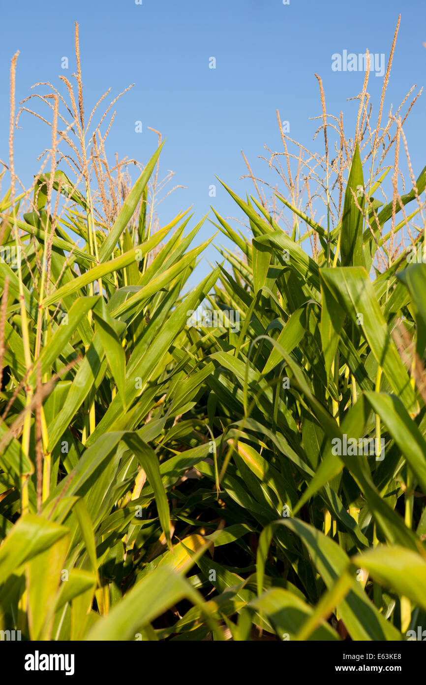Green field of young corn under the sunlight, Guadiana River wetlands, Badajoz, Spain Stock Photo