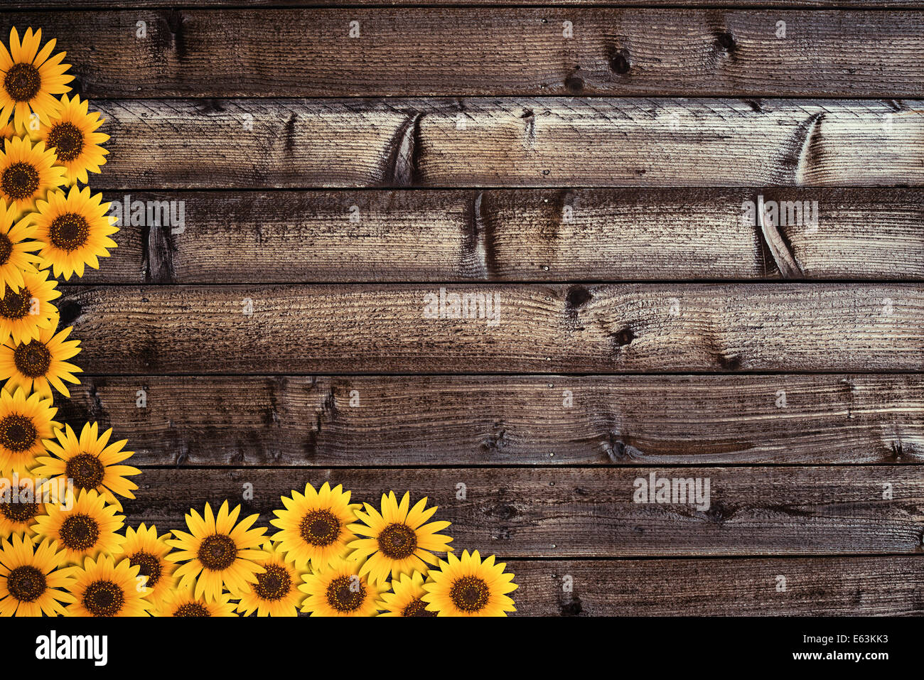 Wooden plank background with sunflowers border Stock Photo