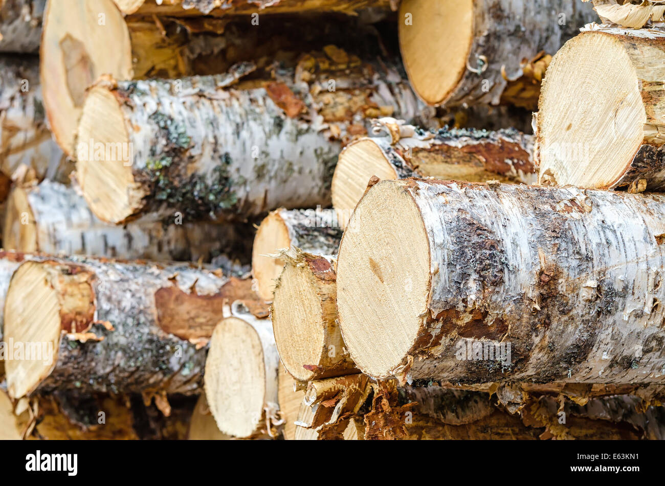 Pile of birch timber logs Stock Photo - Alamy