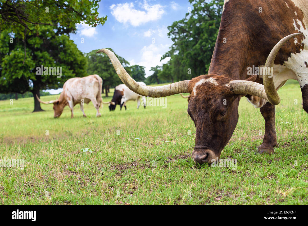 Grazing longhorn cattle hi-res stock photography and images - Alamy