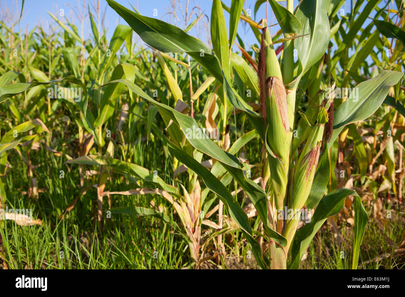 Green field of young corn under the sunlight, Guadiana River wetlands, Badajoz, Spain Stock Photo