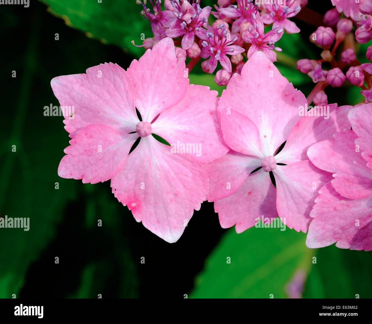 Hydrangea macrophylla mariesii hi-res stock photography and images - Alamy