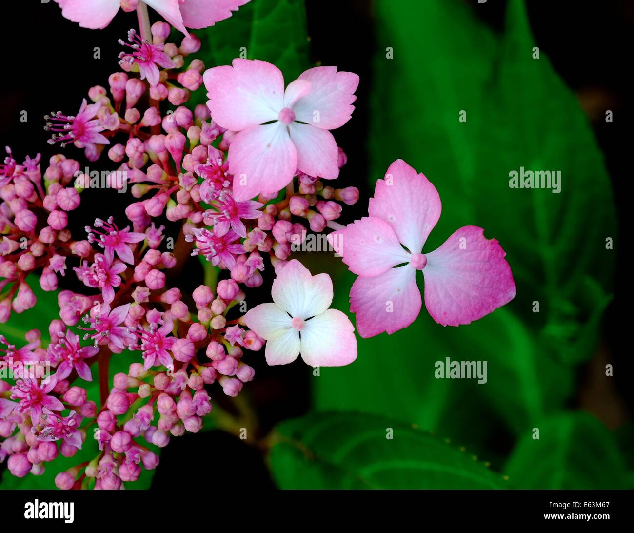 hydrangea macrophylla Mariesii Lilacina pink Stock Photo