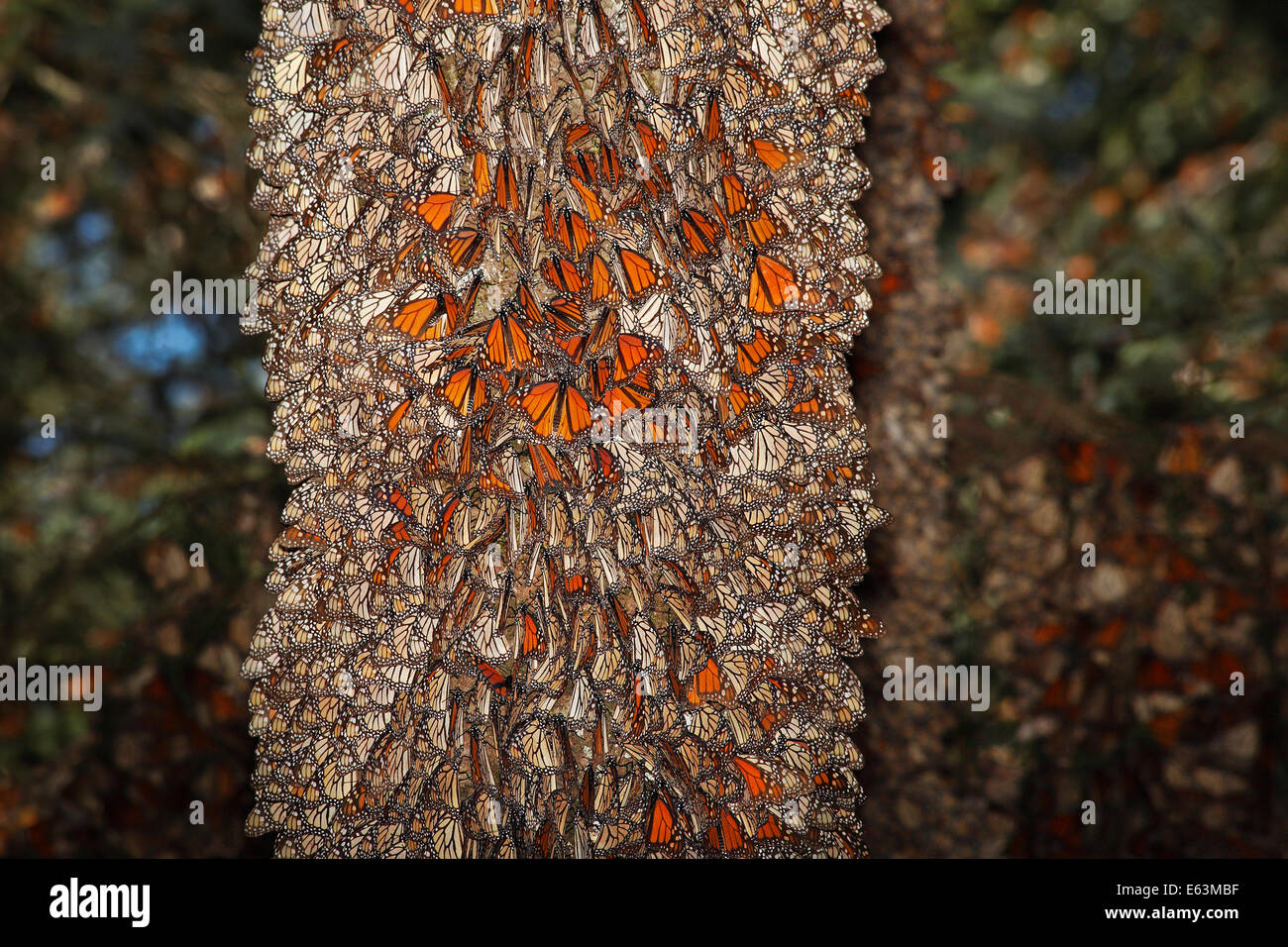 Tree Full of Monarch Butterflies at the Rosario Sanctuary, Michoacan, Mexico Stock Photo