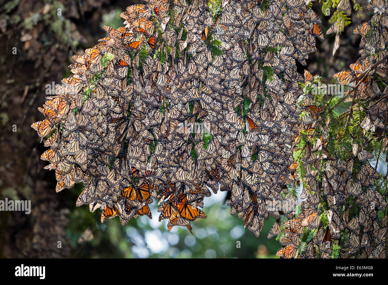 Hundredes of monach butterflies cling to an oyamel fir tree in the Rosario Sanctuary, Michoacan, Mexico. Stock Photo