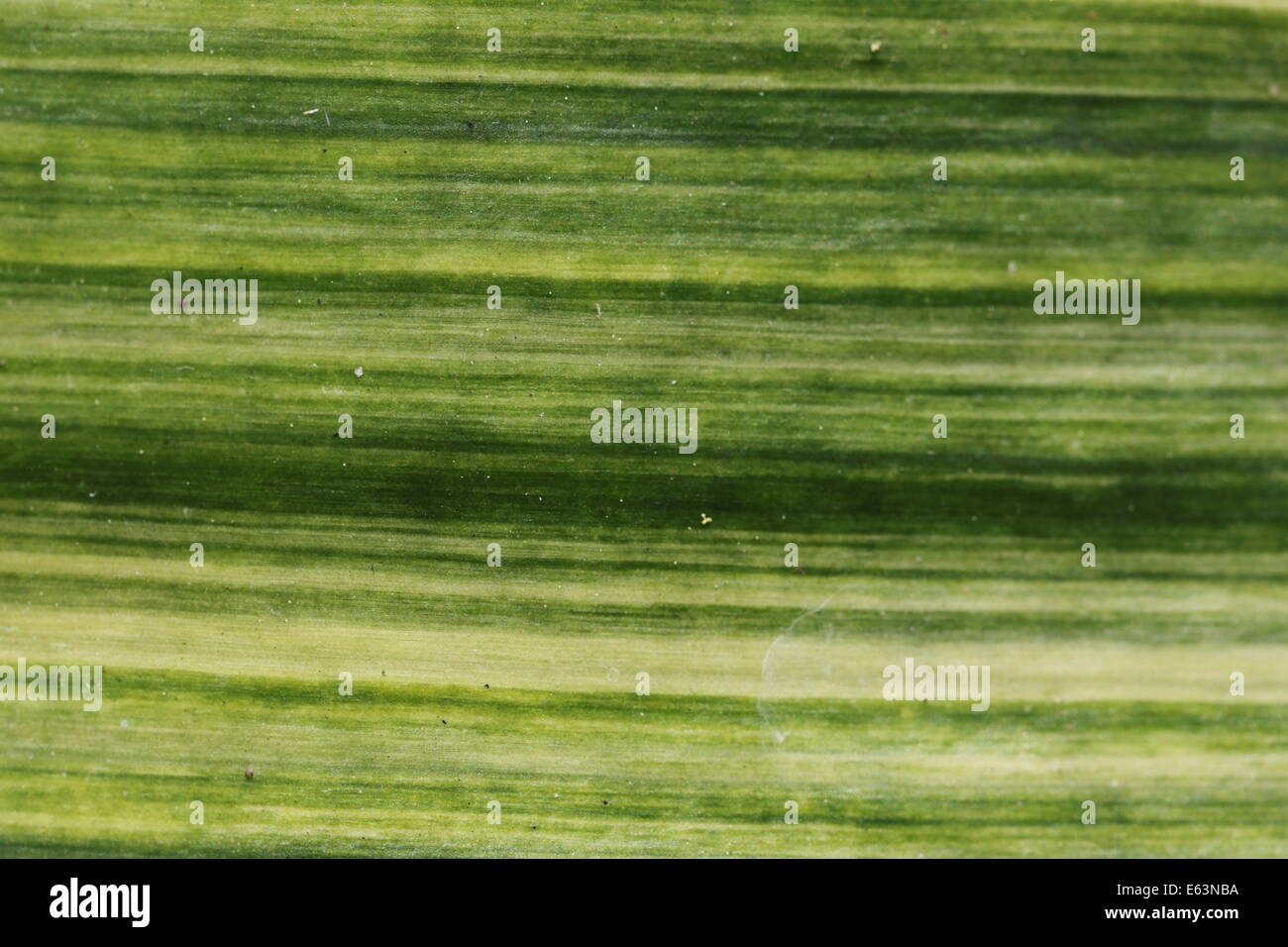 Close up of a variegated clivia leaf Stock Photo