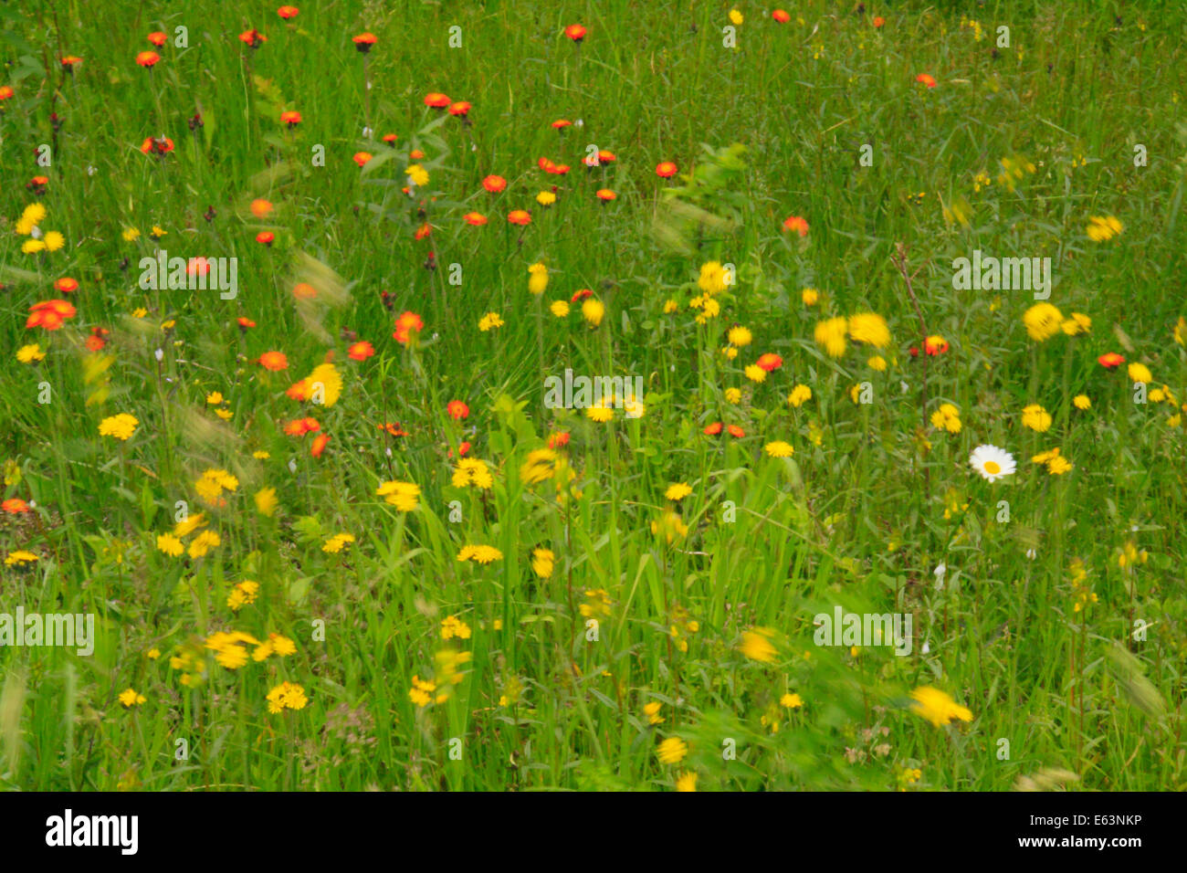 Wildflowers, Ship Harbor Trail, Acadia National Park, Maine, USA Stock