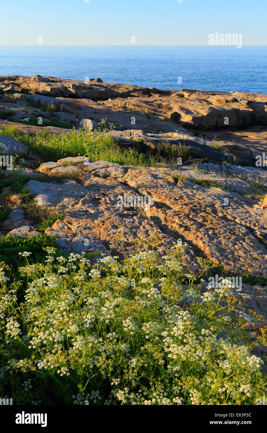 Schoodic Point, Schoodic Peninsula, Acadia National Park, Maine, USA