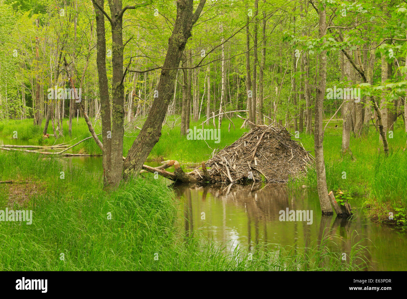 Beaver Lodge, Wild Gardens of Acadia, Acadia National Park, Maine, USA Stock Photo