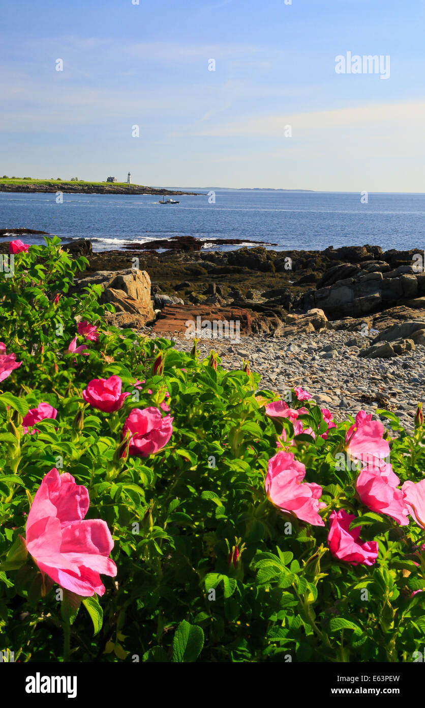 Wild Roses, East Point Sanctuary, Wood Island Lighthouse, Biddeford Pool, Maine, USA Stock Photo