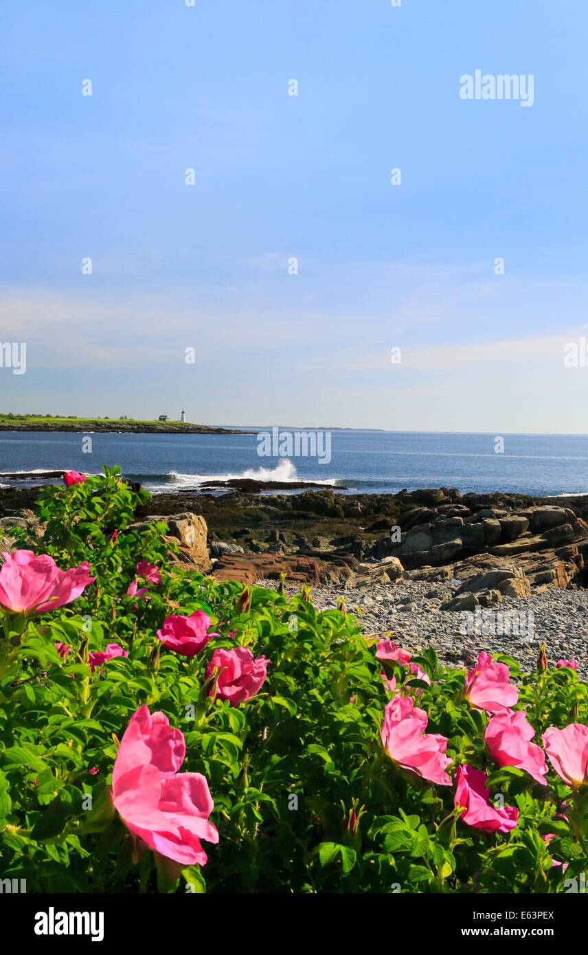 Wild Roses, East Point Sanctuary, Wood Island Lighthouse, Biddeford