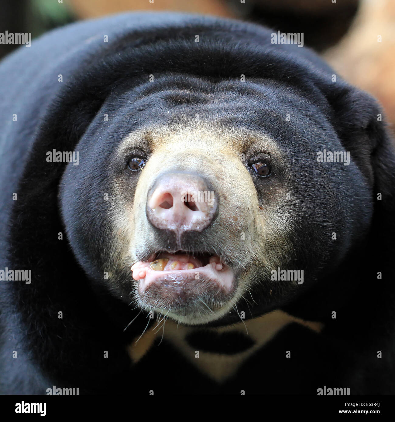Bear wild black background hi-res stock photography and images - Alamy