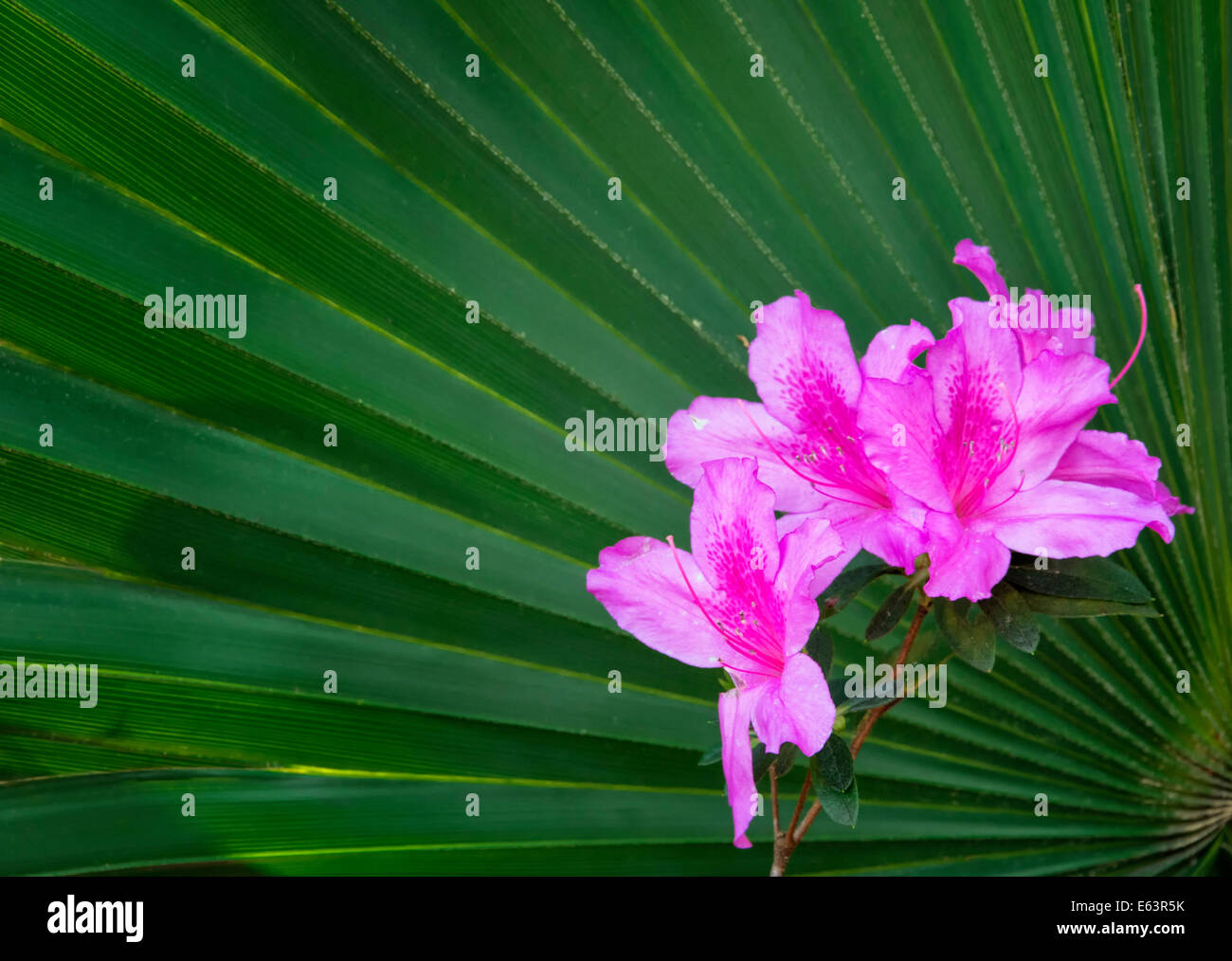Pink azaleas on a palmetto leaf Stock Photo