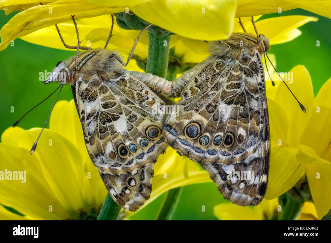 Painted lady butterflies mating Stock Photo