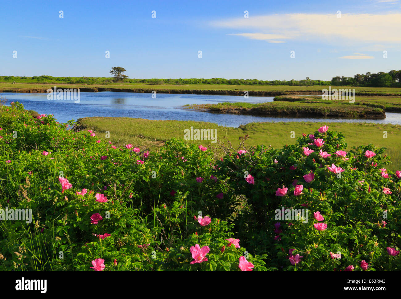 Wild Roses, Parsons, Beach, Kennebunkport, Maine, USA Stock Photo Alamy