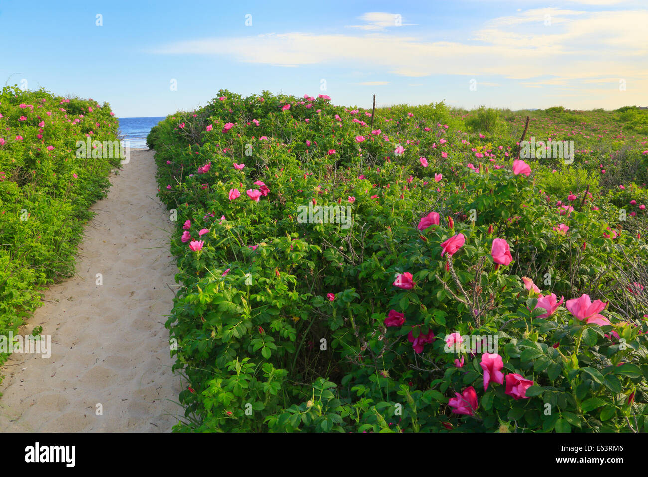 Path to Beach, Parsons, Beach, Kennebunkport, Maine, USA Stock Photo