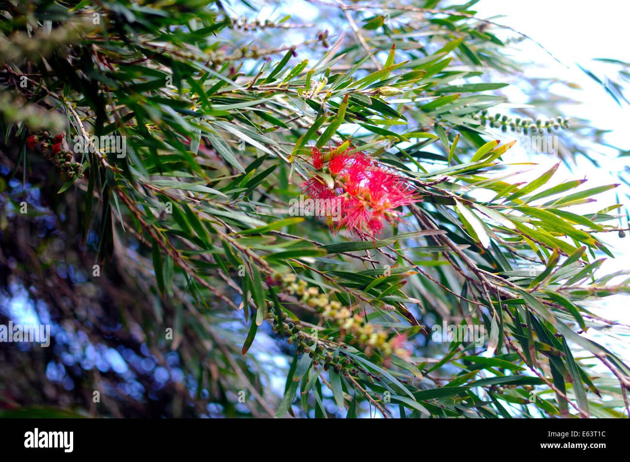 Red Flower of the Australian Bottle Brush Tree (Callistemon spp.) The name derives from the plant's flowers. Stock Photo
