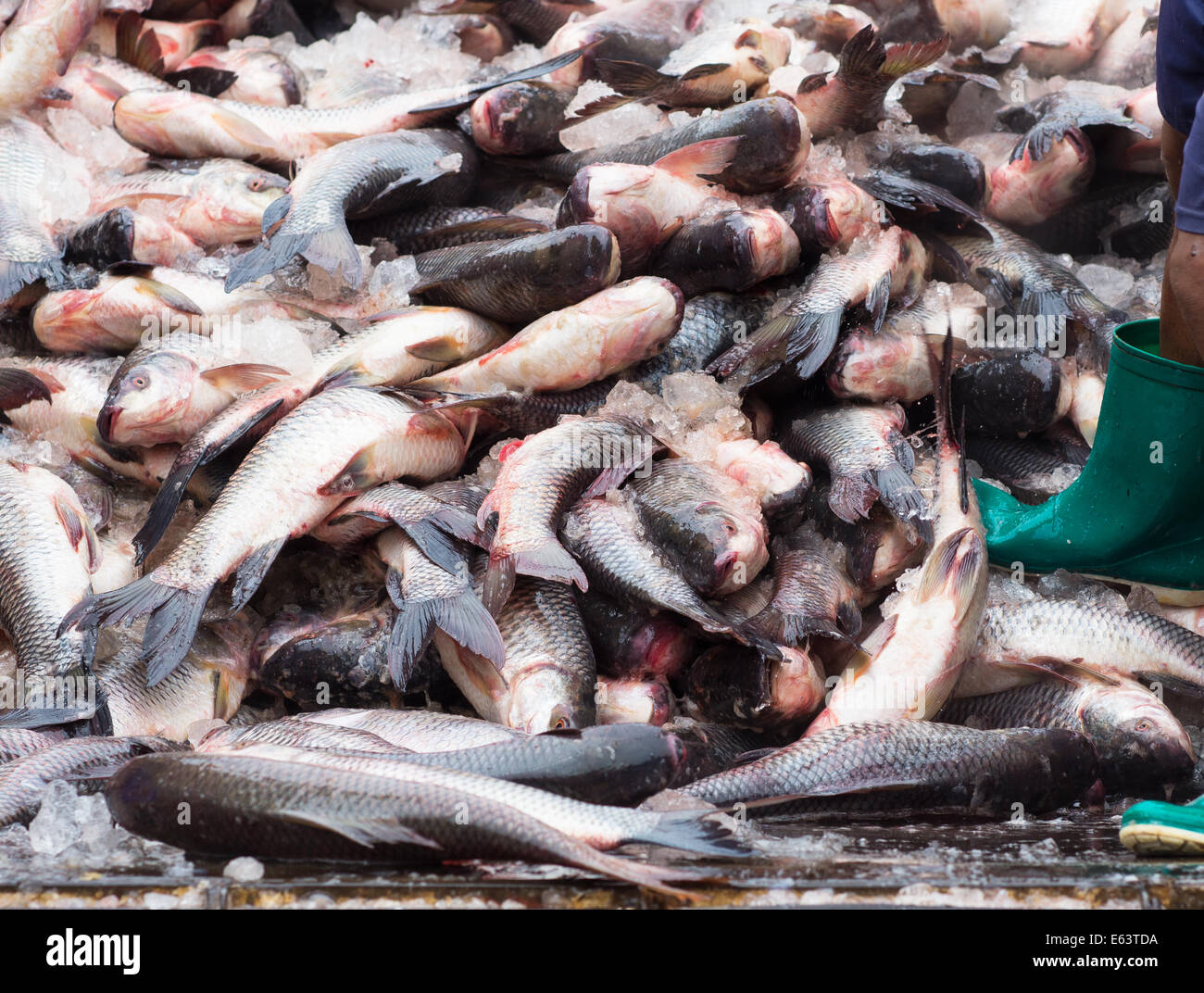 Carp fish being unloaded from a truck at a seafood market in Yangon, Myanmar. Stock Photo