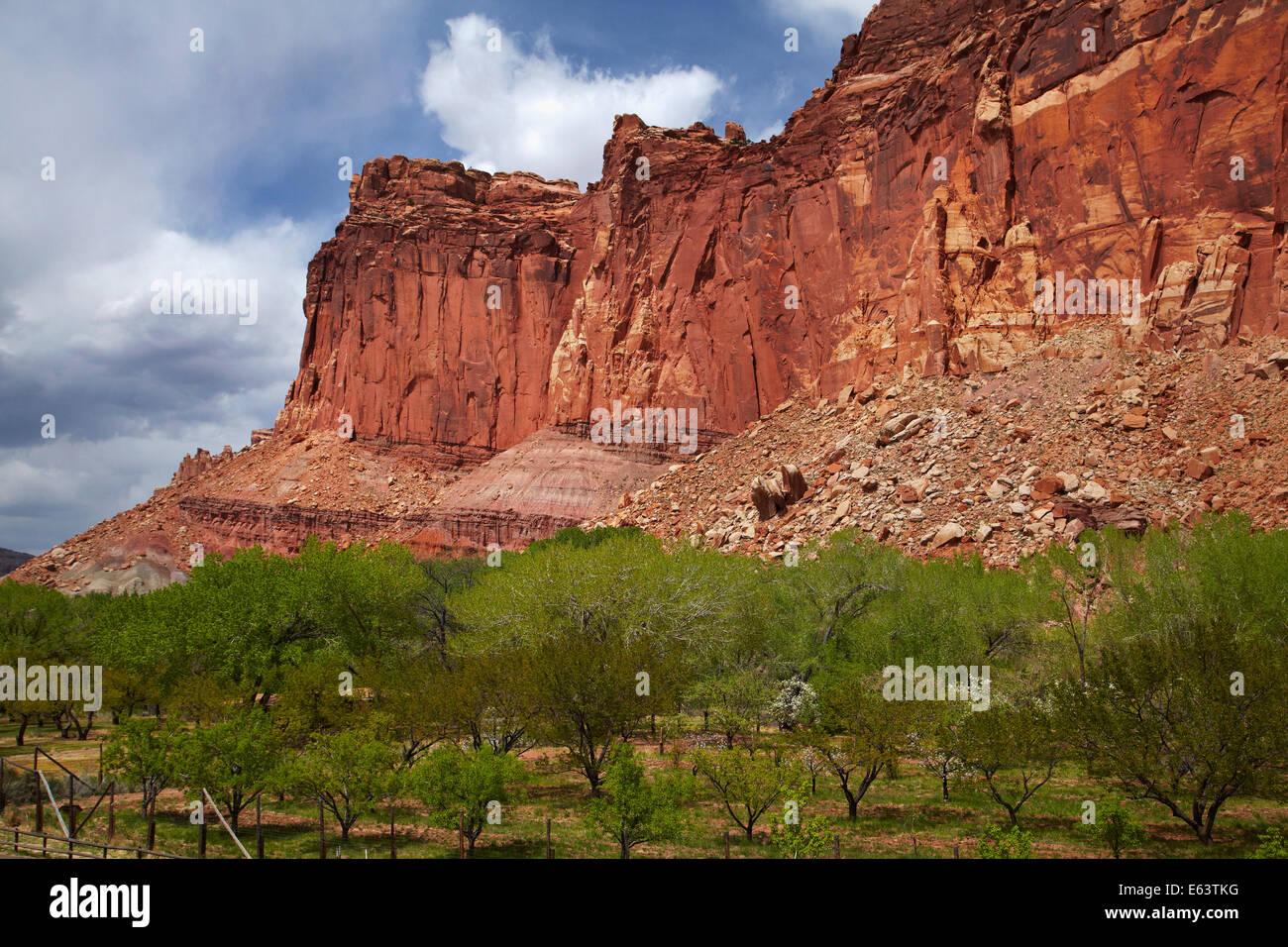 Historic orchards and sandstone cliffs at Fruita, Capitol Reef National Park, Utah, USA Stock Photo