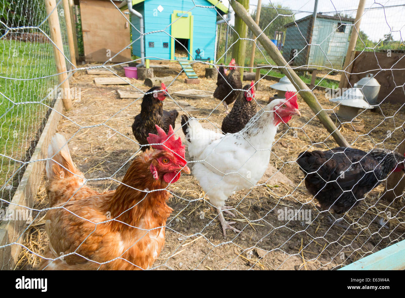 chicken run / pen in allotments at Walsham Le Willows, Suffolk, UK Stock Photo