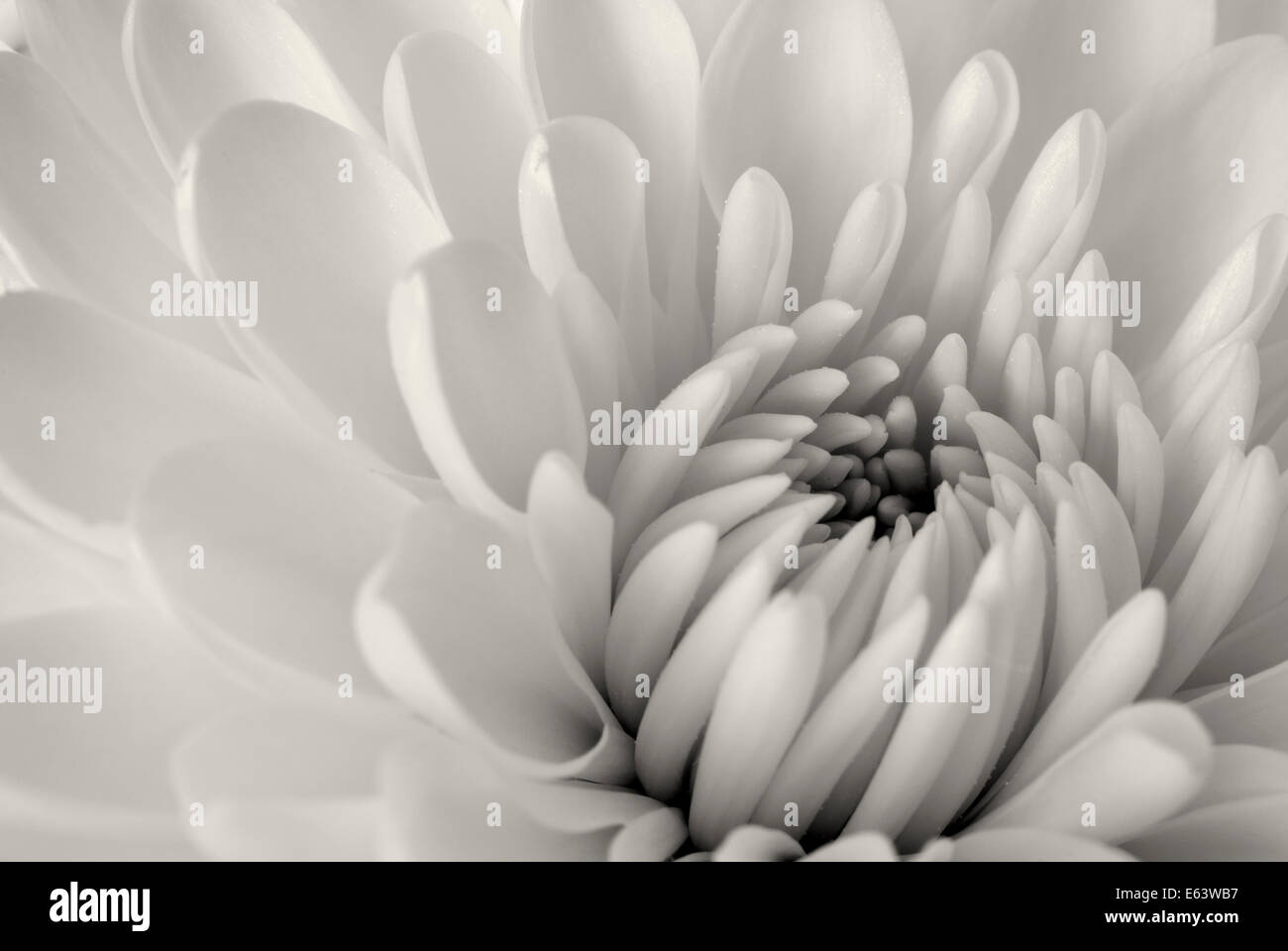 Black and white closeup of a flower Stock Photo - Alamy