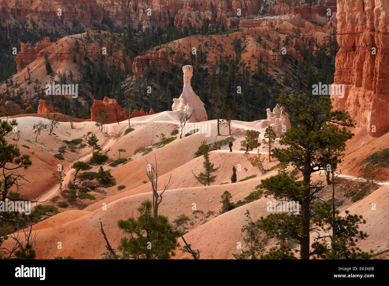 Hikers on Queen's Garden Trail through hoodoos, Bryce Canyon National Park, Utah, USA Stock Photo